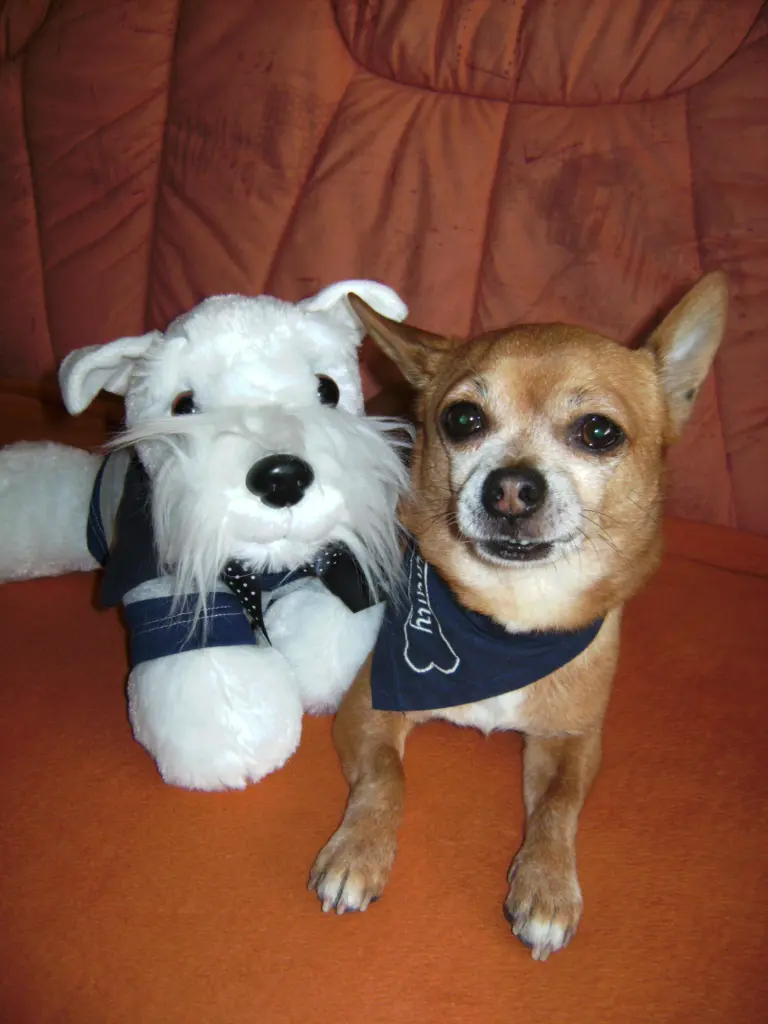 Condolence image of Irene mit Seelenhund * Jimmy * ganz tief im Herzen