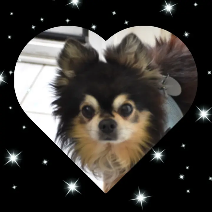 Image from Pepino