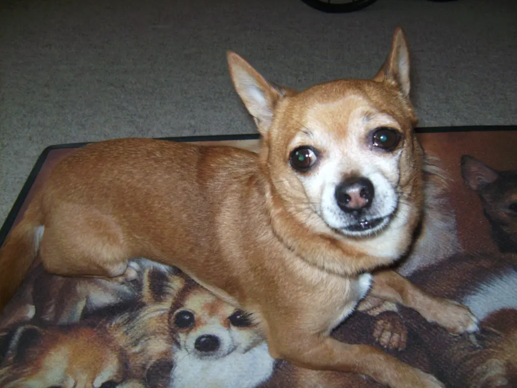 Condolence image of Irene mit Seelenhund * Jimmy * ganz tief im Herzen