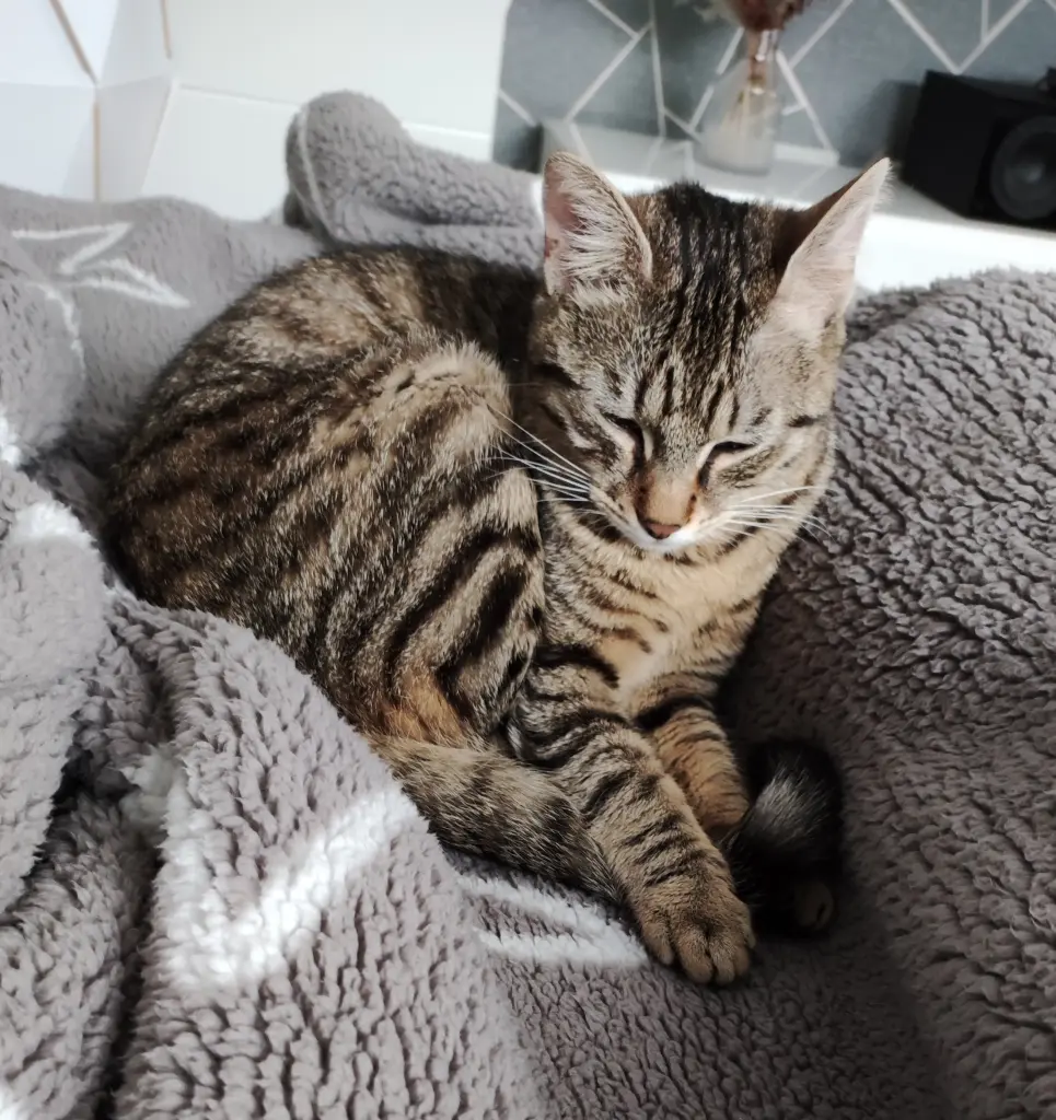 Image from Tigger