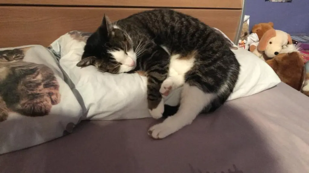 Image from Miou