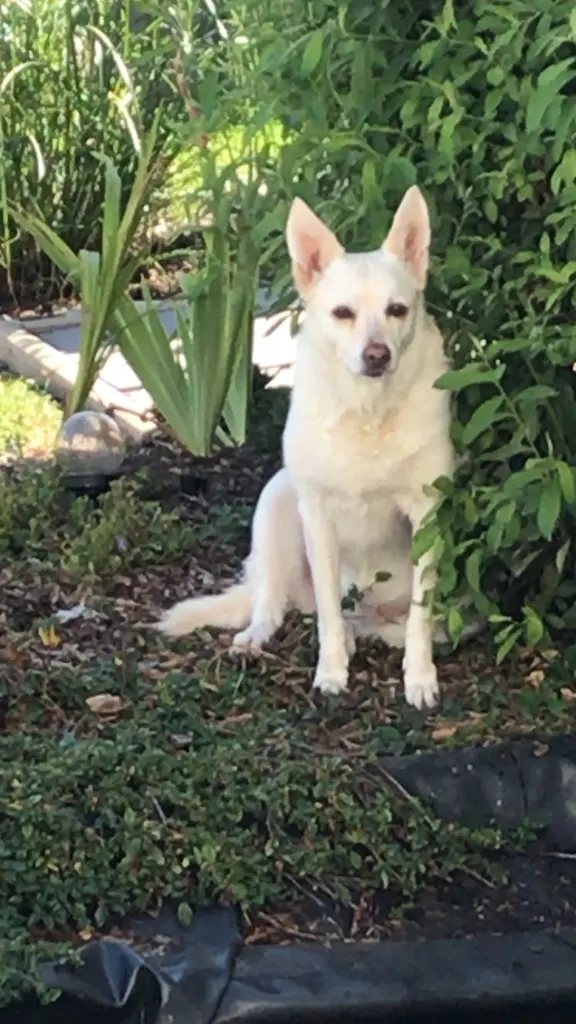 Image from Dobby