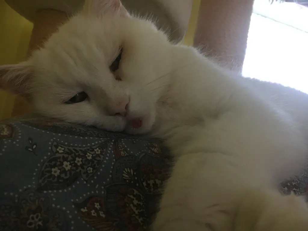 Condolence image of Alexandra