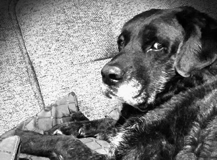 Image from Laika