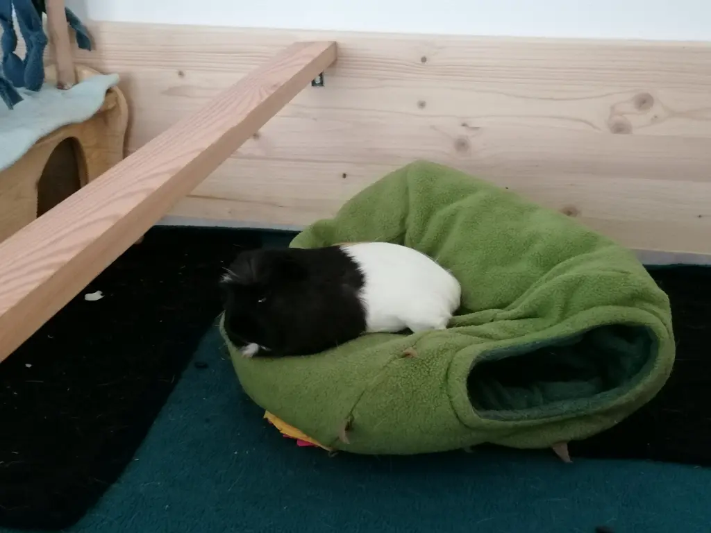 Image from Chilli