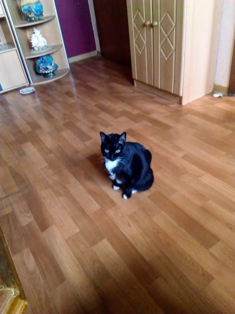 Image from MORLE
