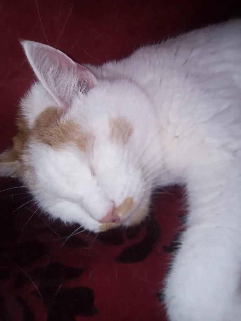 Image from Mikali