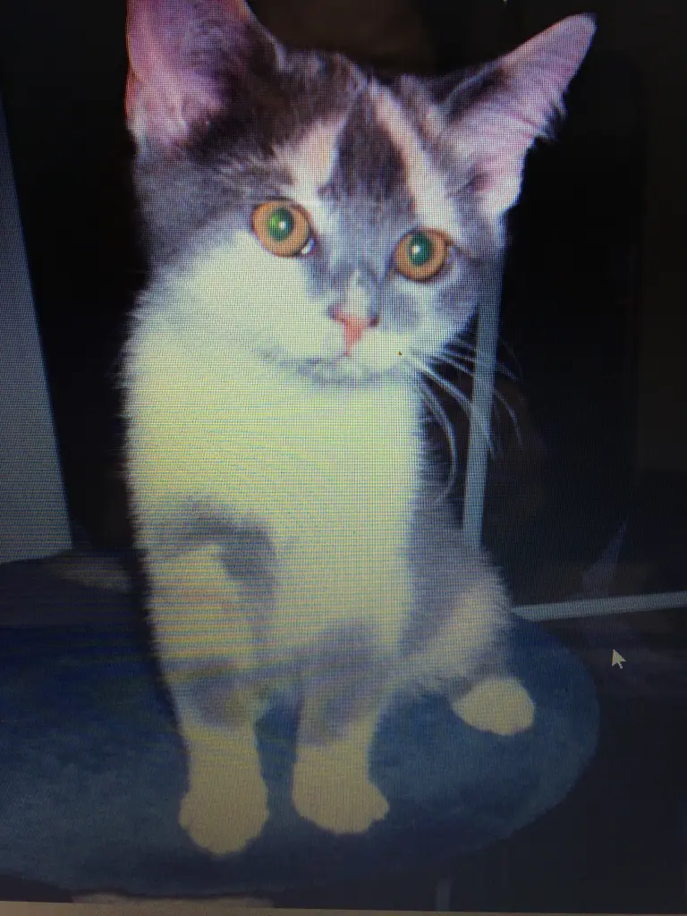 Image from Kitty