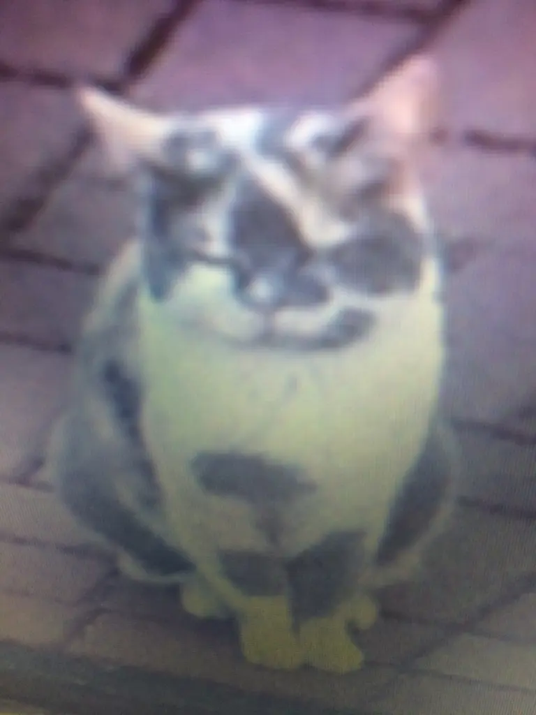 Image from Kitty