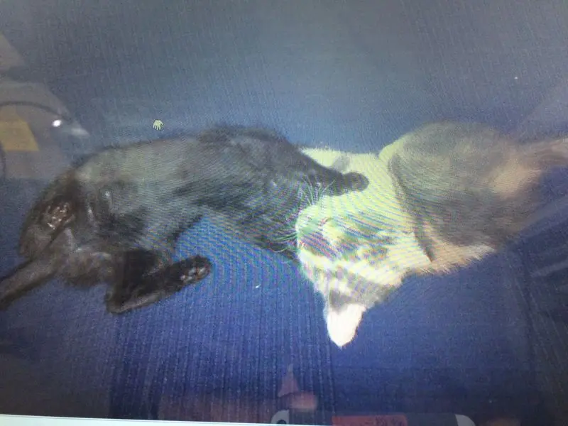 Image from Kitty