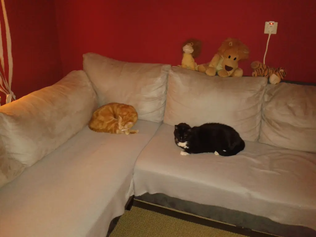 Image from Timmy