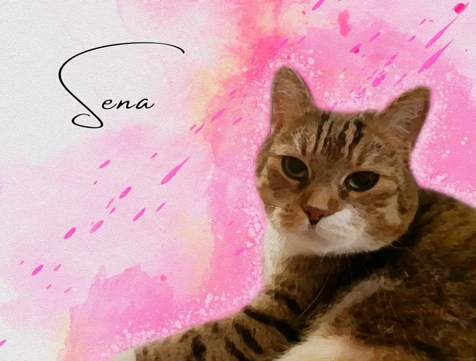 Image from Sena
