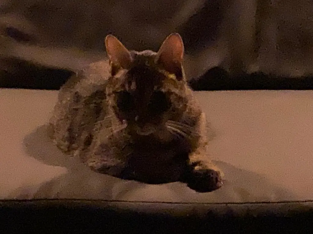 Image from Simba