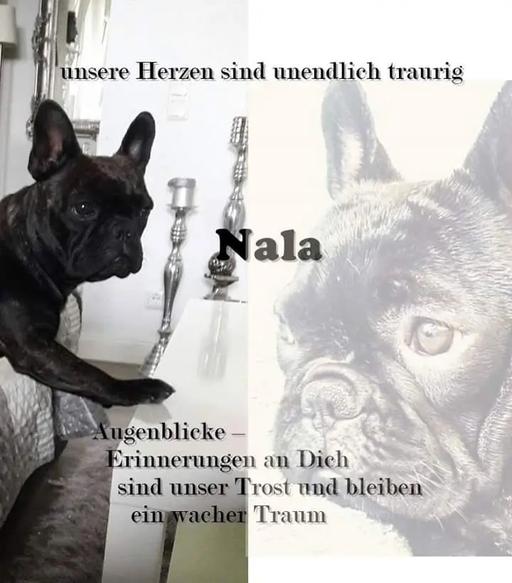 Image from Nala