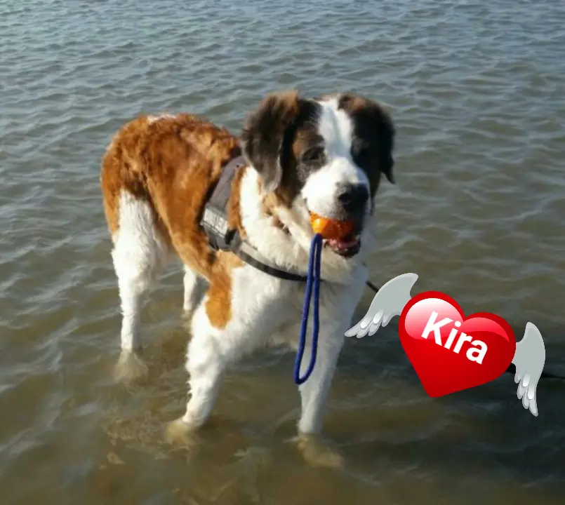 Image from Kira