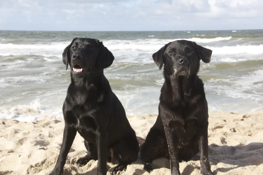 Andachtsbild von Nicole & Christoph mit Paula und Paulo