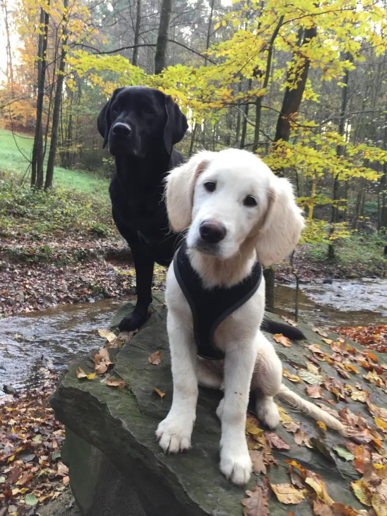 Andachtsbild von Nicole & Christoph mit Paula und Finley und Paulo