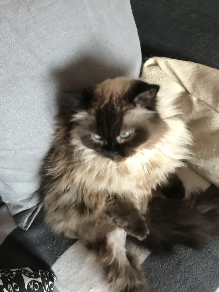 Image from Cleo