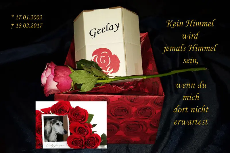 Image from Geelay