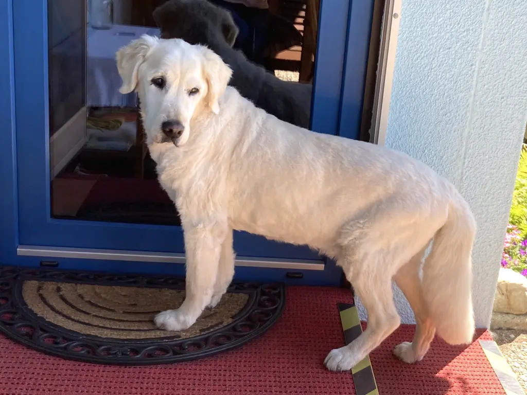 Image from Westmann