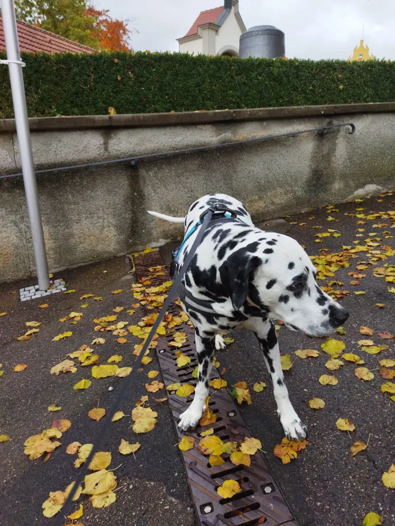 Andachtsbild von Uta