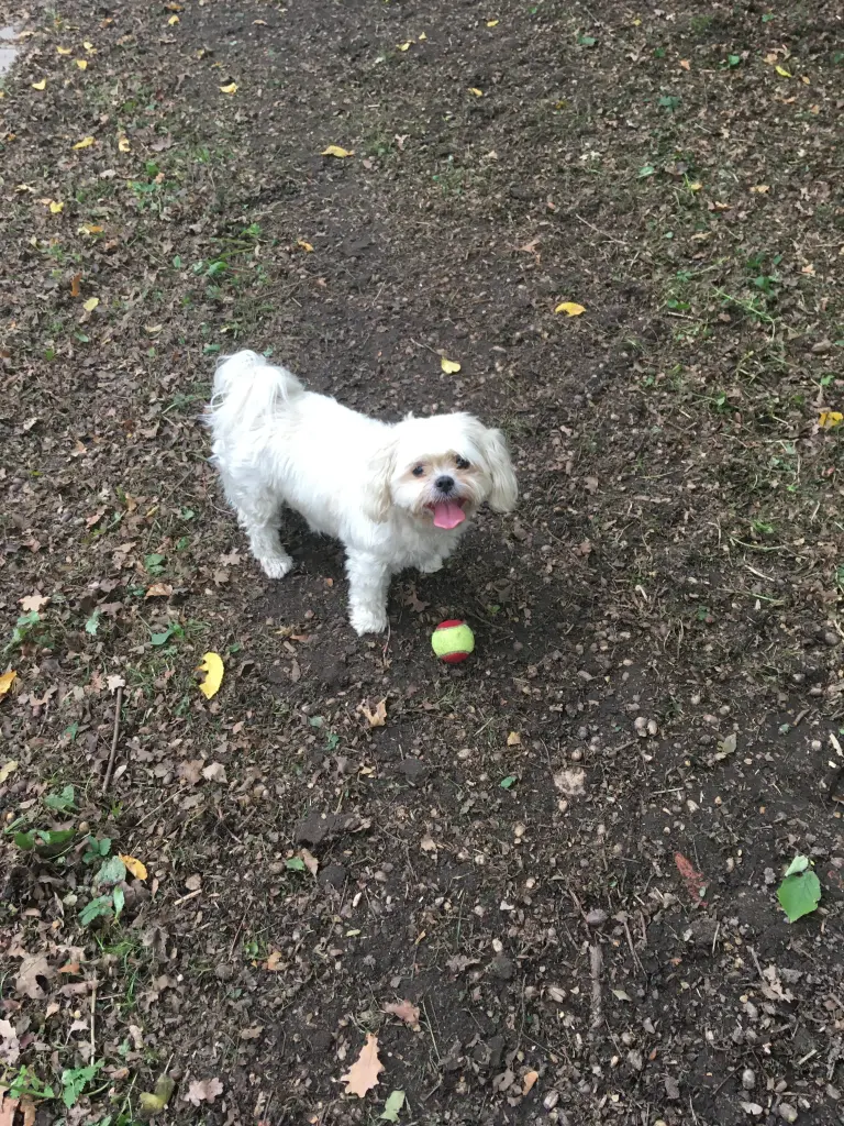 Andachtsbild von Thomas