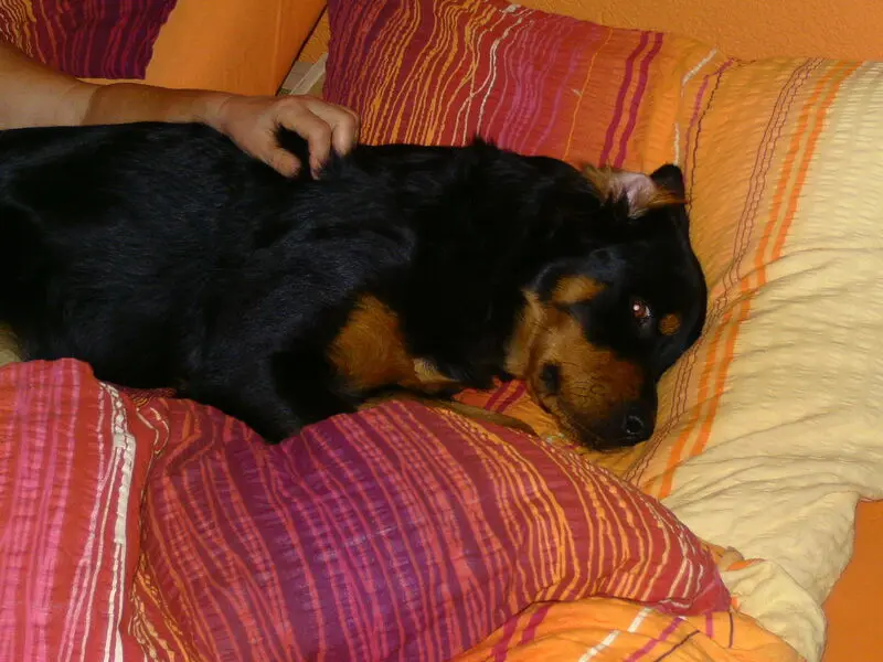 Andachtsbild von Angelika