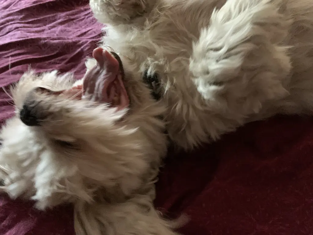 Andachtsbild von Anja