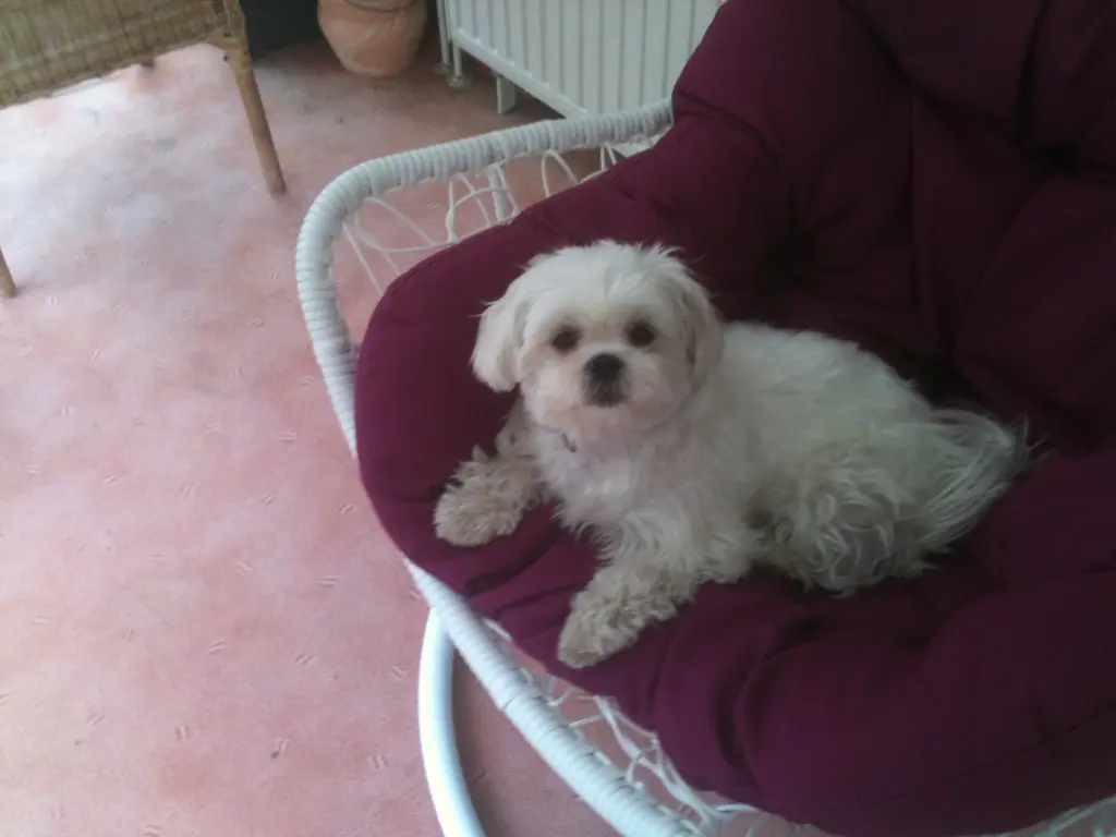 Andachtsbild von Anja