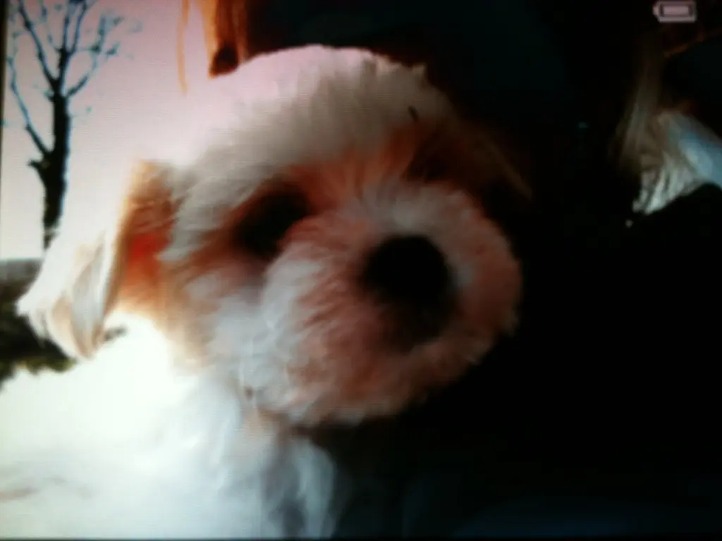 Andachtsbild von Anja