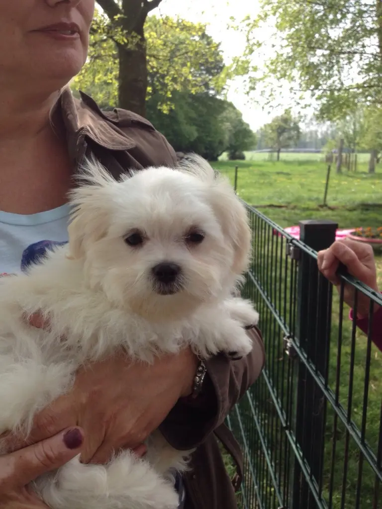 Andachtsbild von Anja