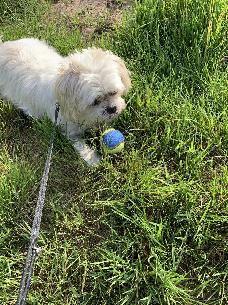 Andachtsbild von Anja