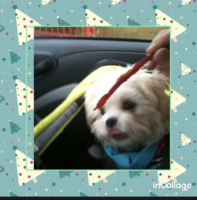 Andachtsbild von Anja