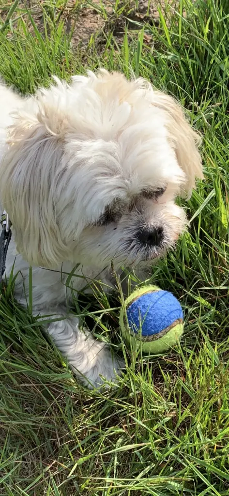 Andachtsbild von Anja