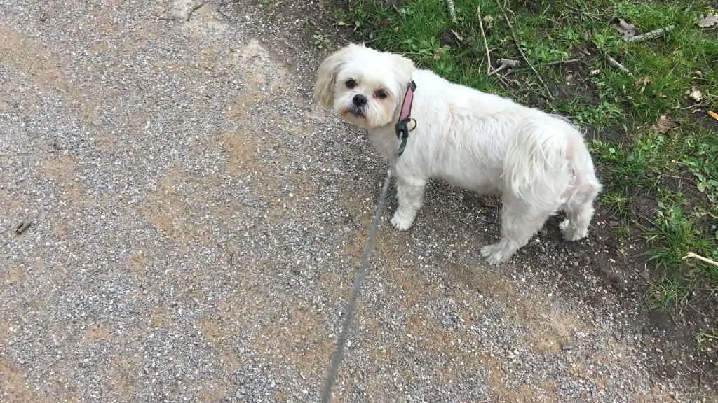 Andachtsbild von Anja