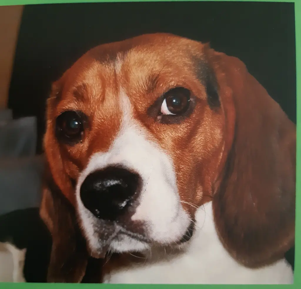 Image from Oskar