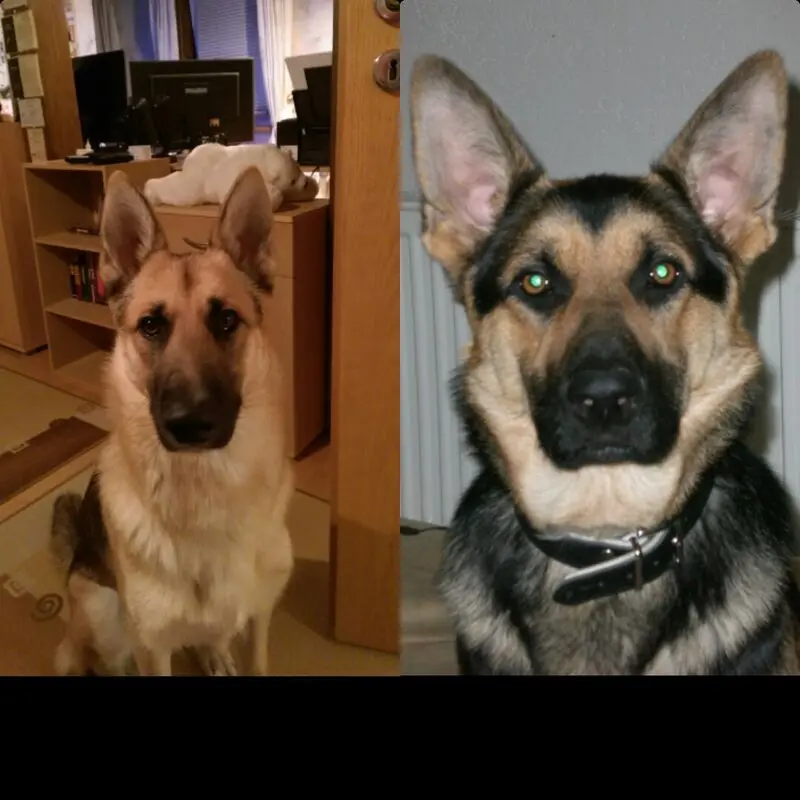 Condolence image of Marcus mit Ronja und Shanks im Herzen