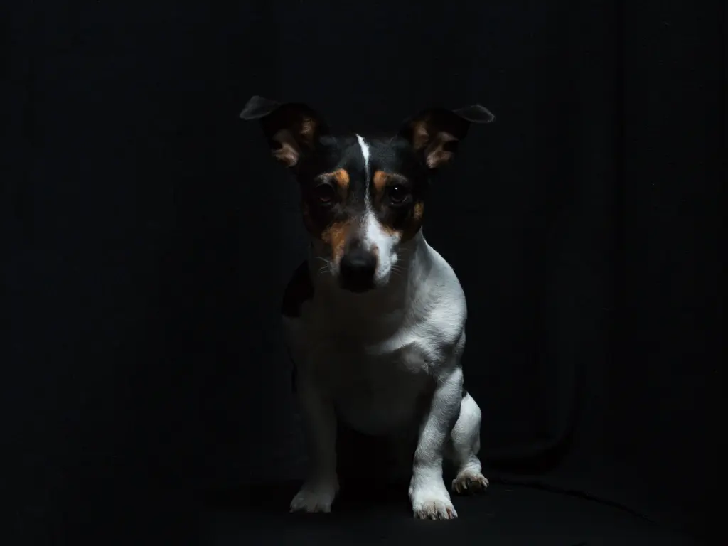 Image from Kimi