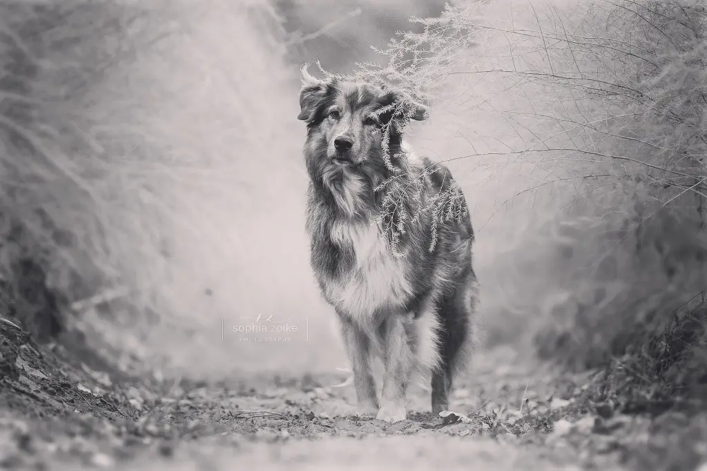 Bild von Merlin