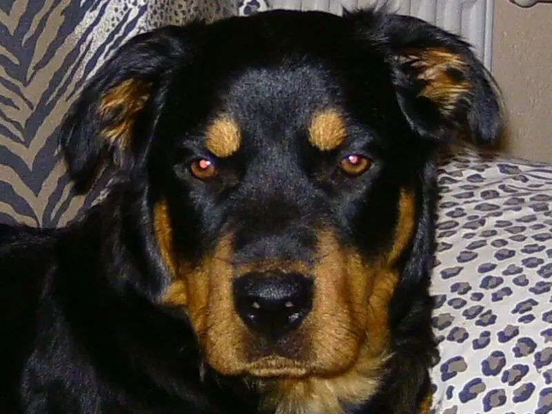 Andachtsbild von Angelika