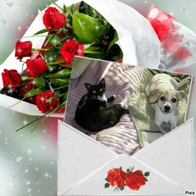 Andachtsbild von Silke mit Seelenhund Cassy und Katzendame Joyce tief im Herzen ❤