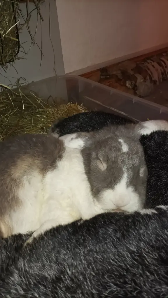 Andachtsbild von Für meinen Bärli❤️