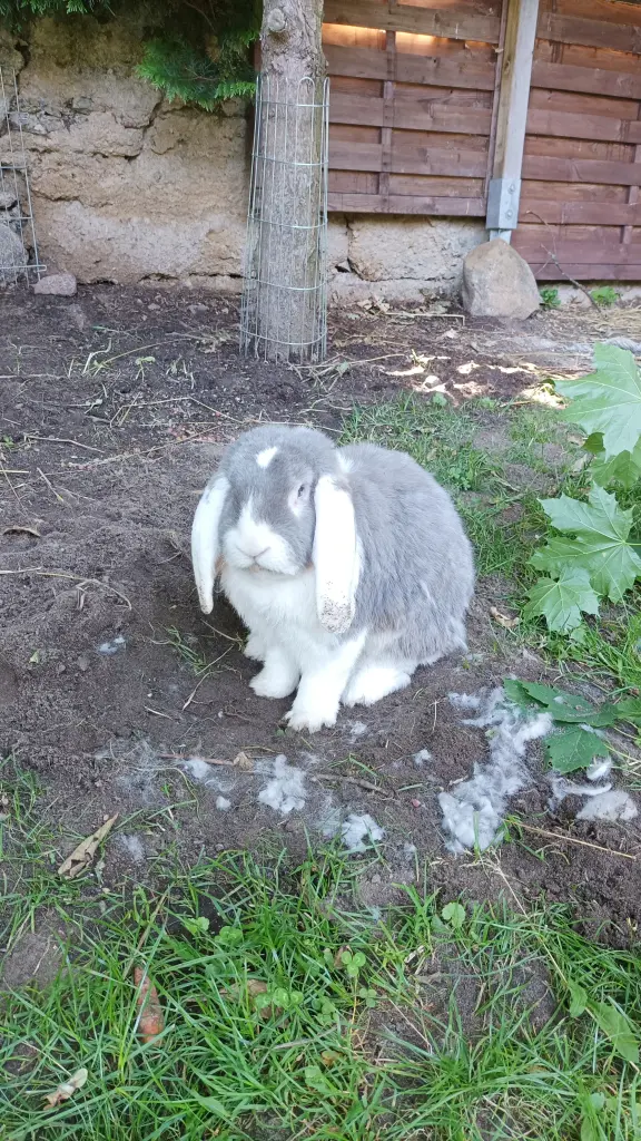 Andachtsbild von Für meinen Bärli❤️