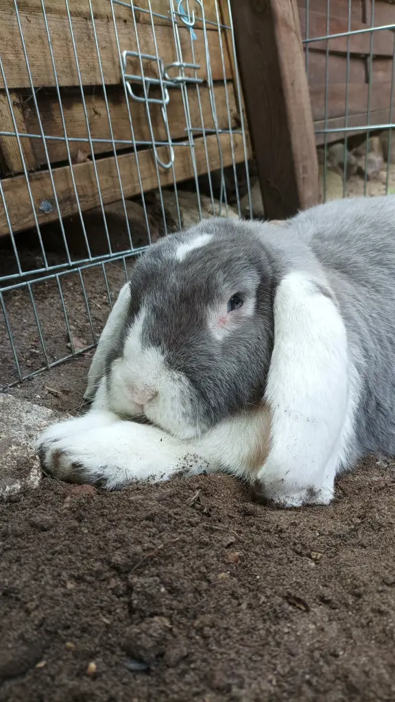 Bild von Merlot "Bärli❤️"