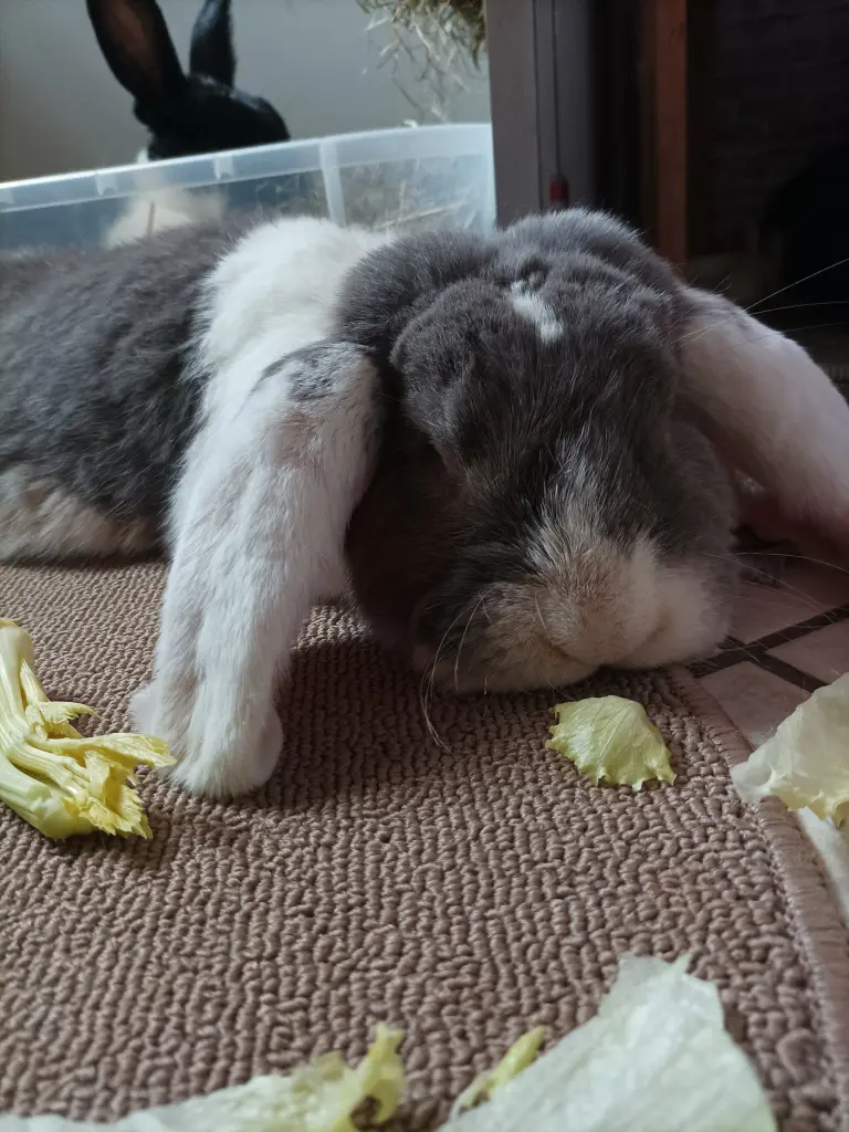 Bild von Merlot "Bärli❤️"