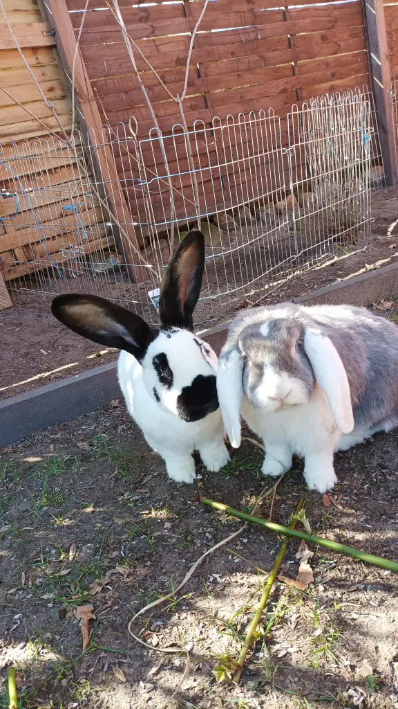 Bild von Merlot "Bärli❤️"