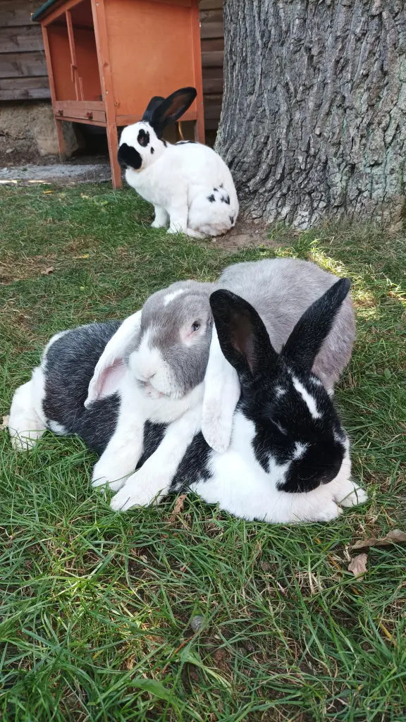 Bild von Merlot "Bärli❤️"