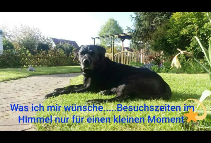 Condolence image of Marion mit Capper im Herzen 