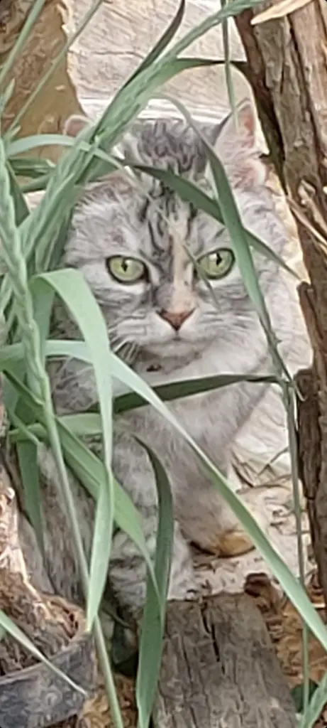 Andachtsbild von Silke mit Mia im Herzen