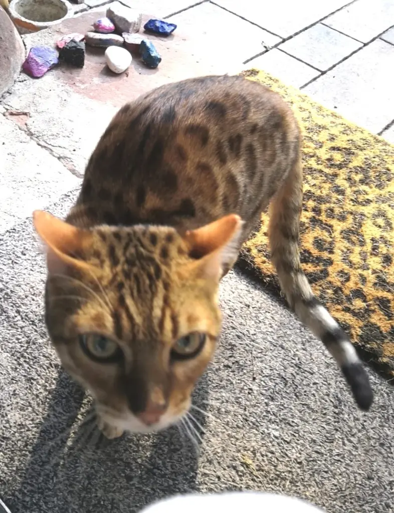 Andachtsbild von Nicole